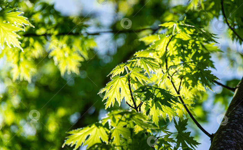 Скачать Изящные молодые зеленые листья Acer saccharinum на фоне солнца и голубого неба фотосток Ozero