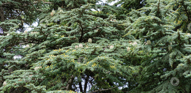 Скачать Множество красивых голубых женских шишек и желтовато-зеленых мужских шишек на ветвях Голубого атласского кедра (Cedrus Atlantica Glauca) в Феодосийском парке, Крым фотосток Ozero