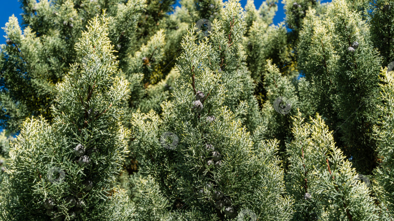 Скачать Крупный план листьев аризонского кипариса (Cupressus arizonica) "Голубой лед" в городском парке Сочи. фотосток Ozero