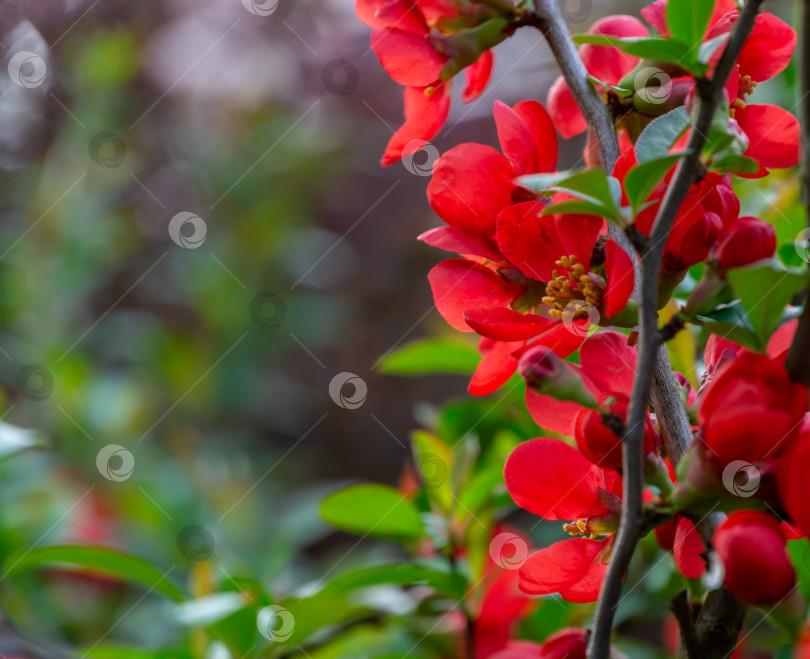 Скачать Макрос ярко-красной весенней цветущей японской айвы (Chaenomeles japonica) на размытом зеленом фоне. Выборочный фокус цветущей айвы. Интересная концепция природы для дизайна. Место для вашего текста фотосток Ozero