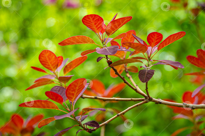 Скачать Молодые фиолетовые листья Cotinus coggygria Royal Purple (Rhus cotinus, европейское дымчатое дерево) с каплями дождя на размытом зеленом фоне. Концепция природы фотосток Ozero