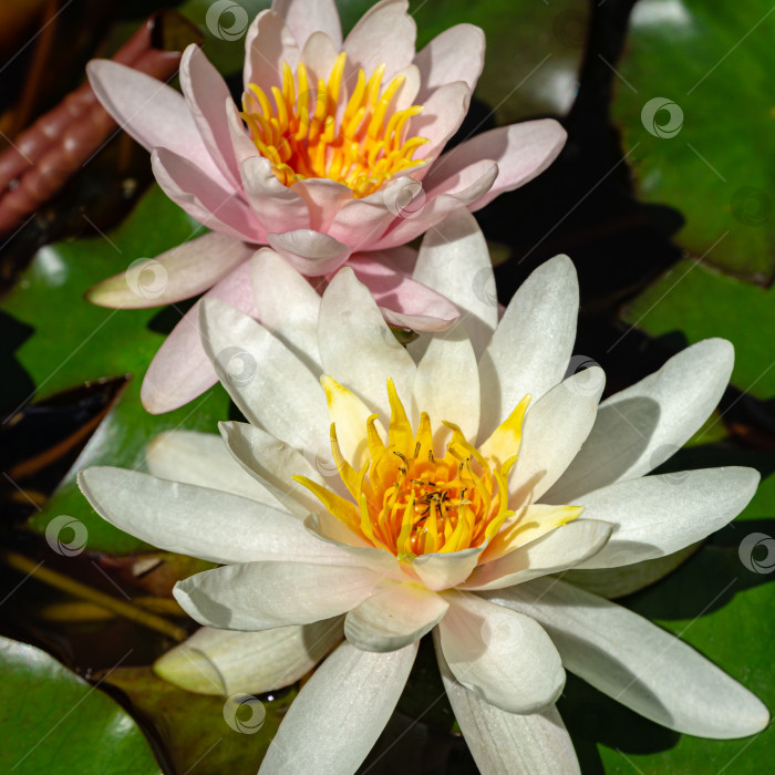 Скачать Две удивительные белые и розовые водяные лилии или цветы лотоса Marliacea Rosea в старом пруду. Нимфеи цветут среди огромных листьев. фотосток Ozero