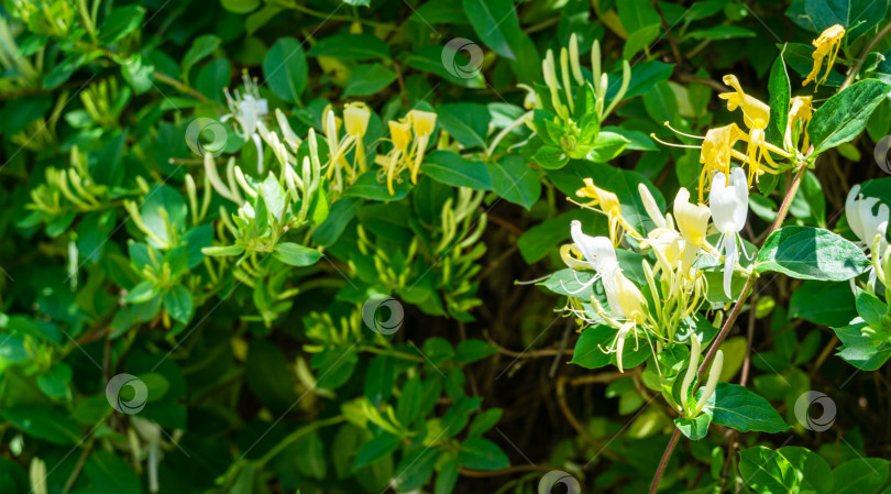 Скачать Крупный план бело-желтого цветка Lonicera japonica, известного как японская жимолость и золотисто-серебристая жимолость. Вечнозеленая цветущая ароматная лиана, возможно, Lonicera giraldii. фотосток Ozero