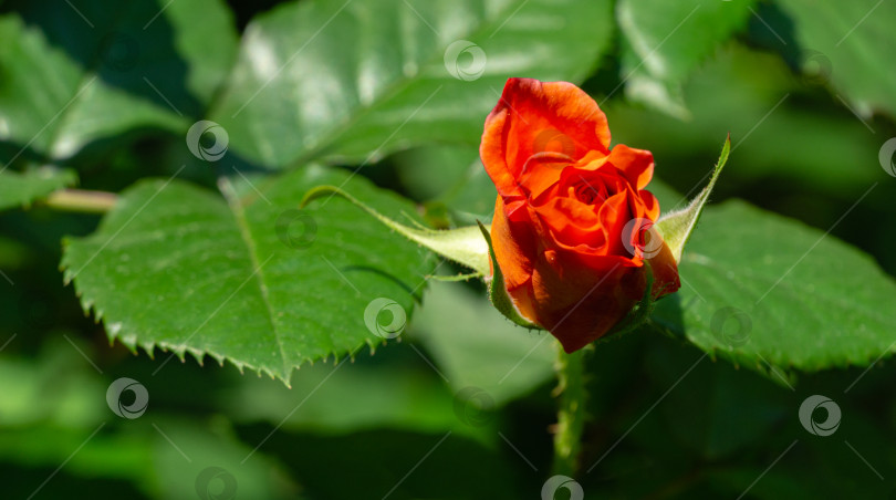 Скачать Выборочный крупный план красивой открытой светлой розы Вестерленд. Выборочный фокус. Лирический мотив для дизайна. Пейзаж с цветущими розами, свежие обои, концепция фона природы фотосток Ozero