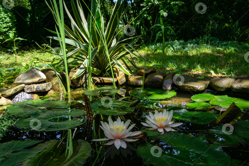 Скачать Ландшафтный садовый пруд с двумя белыми кувшинками или цветком лотоса Marliacea Rosea в тени. Крупный план нимфеи на солнечном фоне с полосатой юккой gloriosa Variegata. Выборочный фокус фотосток Ozero