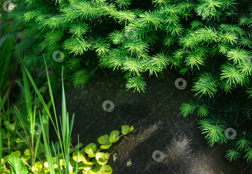 Скачать Крупный план молодой зеленой хвои ели Picea omorika Karel с большим камнем на размытом фоне. Выборочный фокус. Естественный солнечный свет фотосток Ozero