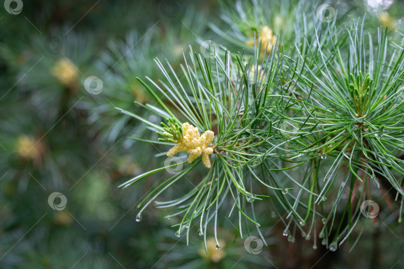 Скачать Крупный план оригинальной двухцветной хвои японской сосны Pinus parviflora Glauca с мужскими шишками сосны. Макро зеленой и серебристой хвои с каплями воды. Концепция природы для весеннего дизайна фотосток Ozero