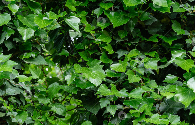 Скачать Зеленый весенний английский плющ (Hedera helix, европейский плющ) с яркими молодыми листьями. Отличное укрывное и вьющееся растение. Природная концепция дизайна. Избирательный подход фотосток Ozero