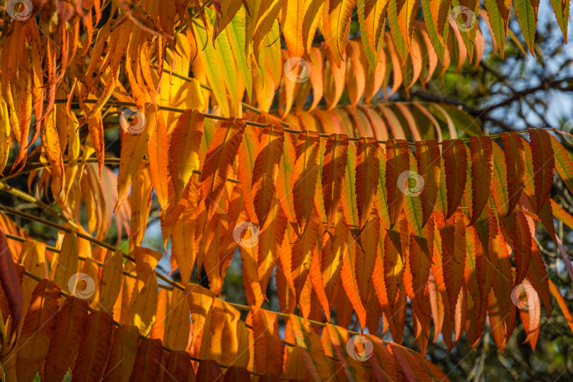 Скачать Осенние краски Rhus typhina (сумах рогатый, Anacardiaceae). Красные, оранжевые, желтые и зеленые листья сумаха. Фон с рисунком естественной текстуры. фотосток Ozero