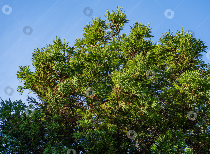 Скачать Дерево Cryptomeria japonica Elegans, японская сосна Суги (японский кедр) или Cupressus japonica на Приморском бульваре в Сочи. фотосток Ozero