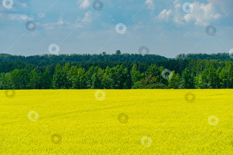 Скачать Природный вид ярко-желтого рапсового поля. Рапсовое поле под голубым небом на фоне темно-зеленого леса. Скопируйте пробел для текста, используя в качестве естественного фона, цветочный пейзаж, экологическую концепцию фотосток Ozero