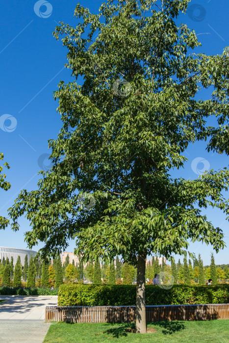 Скачать Восточноазиатская или японская ольха (Alnus japonica) в городском парке Краснодара. Общественный ландшафт "Парк Галицкого" для отдыха и прогулок. Краснодар, Россия - 8 октября 2020 г. фотосток Ozero