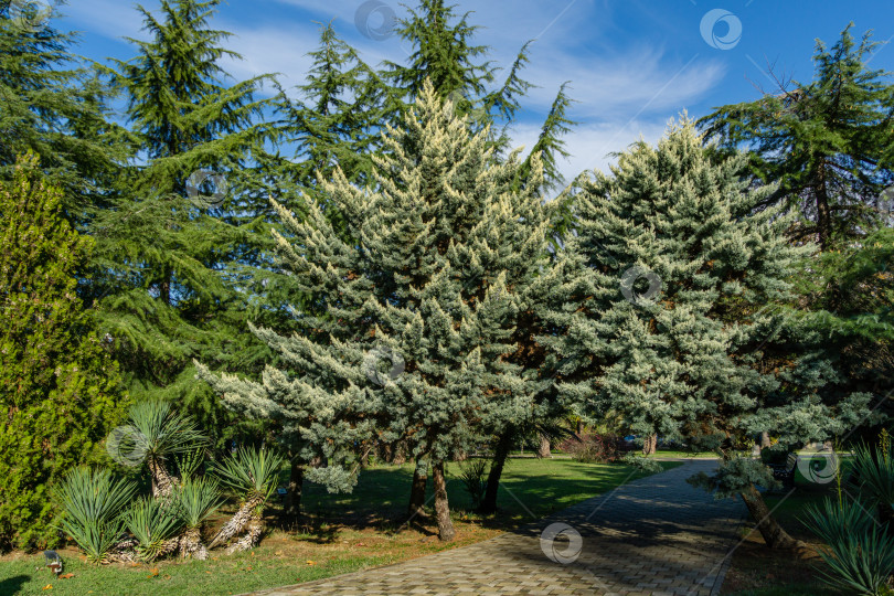 Скачать Прекрасный аризонский кипарис (Cupressus arizonica) "Голубой лед" в парке центра города-курорта Сочи. фотосток Ozero