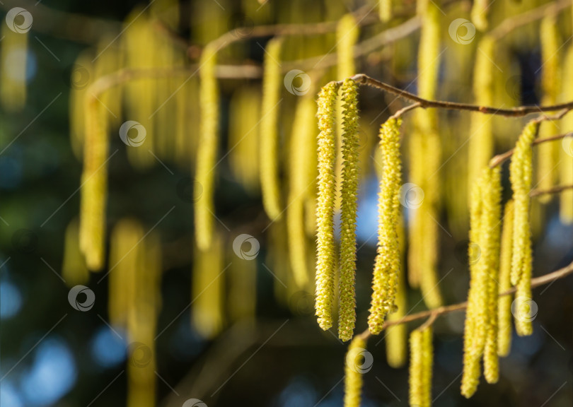 Скачать Corylus avellana или Corylus maxima - желтые цветущие сережки из лесного ореха на фоне голубого неба. Много красивых и высокоаллергенных сережек из лесного ореха. Селективный акцент на одиночных сережках. фотосток Ozero