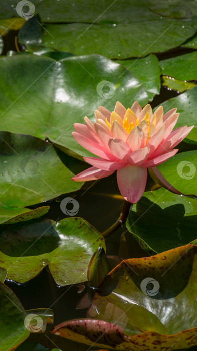 Скачать Оранжевый закат розовой водяной лилии или цветка лотоса Перри в садовом пруду. Нимфея крупным планом над ярко-зелеными листьями. Цветочный пейзаж для обоев природы с пространством для копирования. Выборочный фокус фотосток Ozero