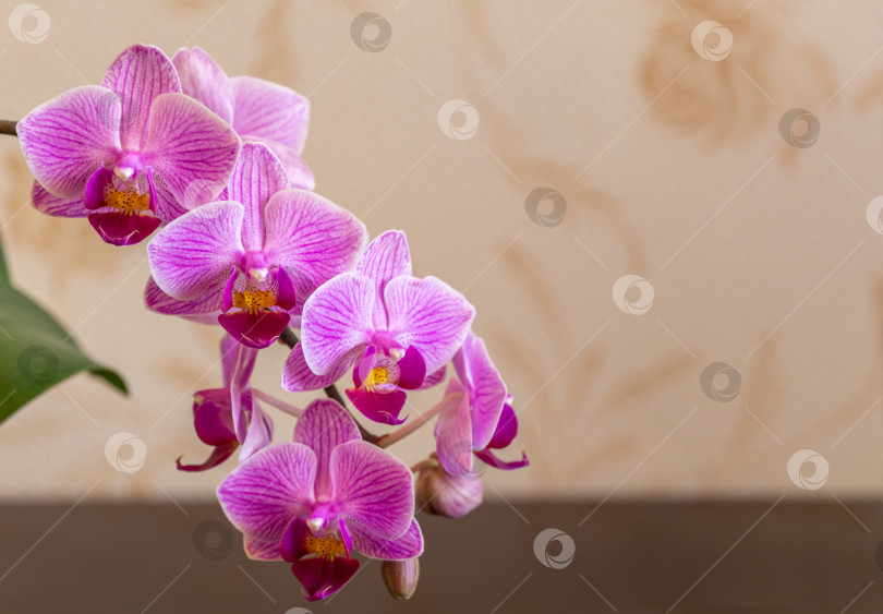 Скачать Мягкий акцент на красивых веточках полосатых фиолетовых мини-орхидей Sogo Vivien. Фаленопсис, орхидея мотылька расположены на размытом бежевом фоне. Прекрасная идея для любого дизайна с ограниченным пространством для копирования фотосток Ozero