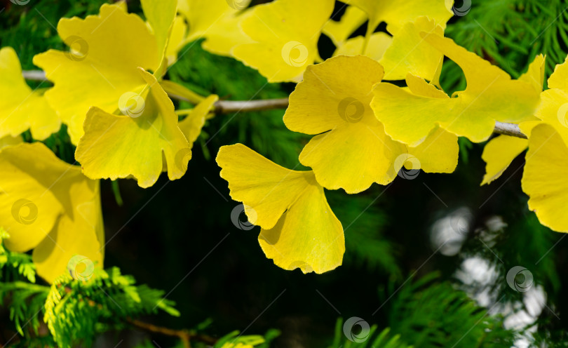 Скачать Желтые и золотые листья дерева гинкго (Ginkgo biloba), известного как гинкго или гингко на фоне размытой листвы. Элегантная природная концепция дизайна с золотой листвой фотосток Ozero