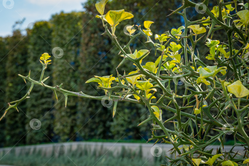 Скачать Цитрус трехлистный или японский горький апельсин (Poncirus trifoliata) с колючими ветвями на размытом фоне пейзажа общественного городского парка Краснодара или "парка Галицкого". фотосток Ozero