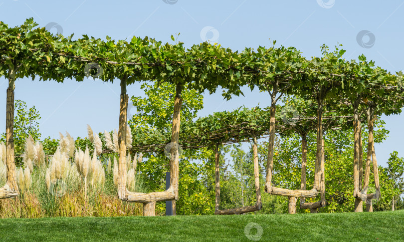 Скачать Фигурные стволы лондонского платана (Platanus acerifolia) выращены в виде скамеек для отдыха в городском парке Краснодара. Общественный ландшафт "Парк Галицкого" для отдыха и прогулок солнечной осенью 2020 года фотосток Ozero