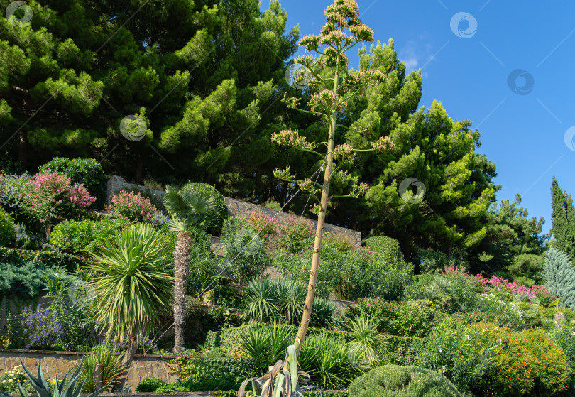 Скачать Высокий стебель цветущей американской агавы (Agave americana) на фоне каскадной клумбы с декоративными вечнозелеными растениями на набережной в парке Айвазовского (Park Paradise) в Партените, Крым фотосток Ozero