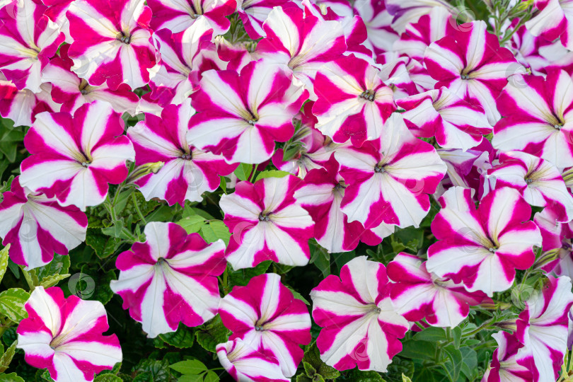 Скачать Красивые красочные цветущие цветы петунии (Petunia hybrida) с фиолетовыми и белыми полосатыми лепестками. Летний цветочный пейзаж, свежие обои и концепция фона природы фотосток Ozero