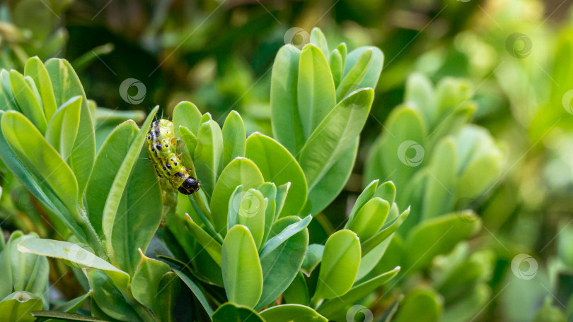 Скачать Гусеница самшитовой моли (Cydalima perspectalis) на самшите Buxus sempervirens. Крупный план полосатого вредителя на листьях березы. Самый крупный вредитель для Buxus Sempervirens, европейского самшита или инвазивного самшита фотосток Ozero