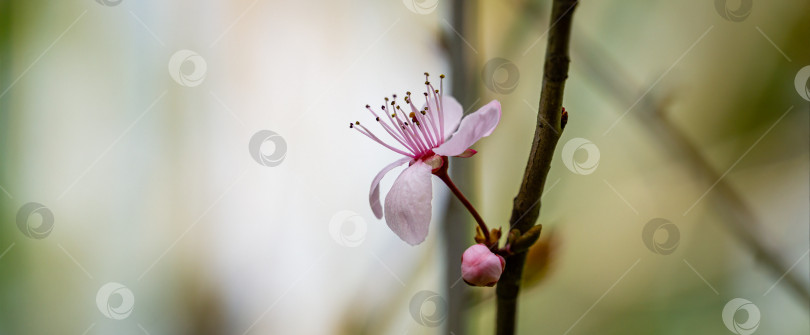 Скачать Дерево Prunus Cerasifera Pissardii распускается розовыми цветами. Весенняя веточка вишни, Prunus cerasus на размытом фоне естественного сада. Выборочный фокус. Свежие обои, концепция фона природы фотосток Ozero