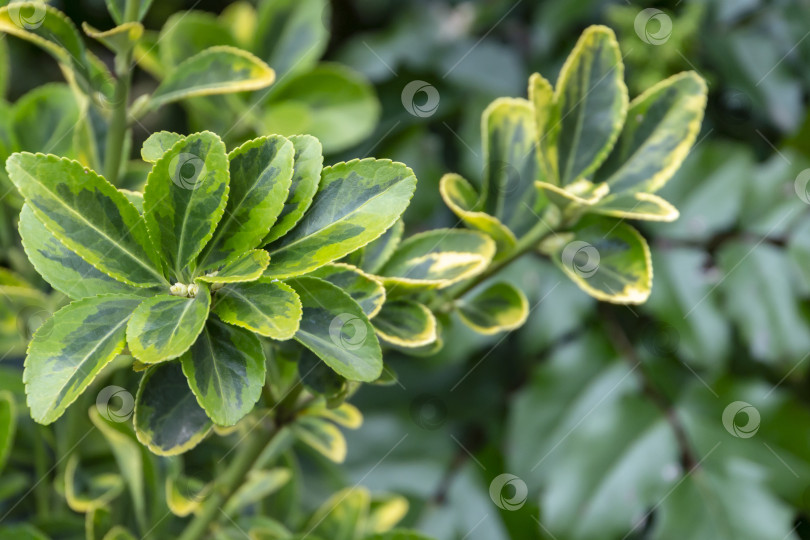 Скачать Euonymus japonicus Aureo-маргинальный с пестрыми зелено-желтыми листьями фотосток Ozero