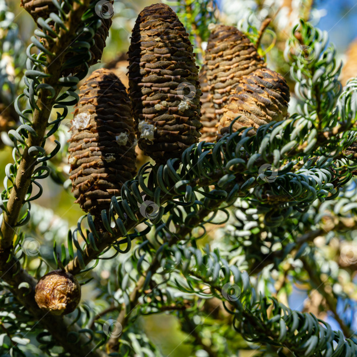 Скачать Оотека богомола (Mantis Religiosa), прикрепленная на ветвях Abies koreana Silberlocke с коричневыми спелыми шишками. Яйца богомола в коконе. Яркий солнечный день. Избирательный фокус. фотосток Ozero
