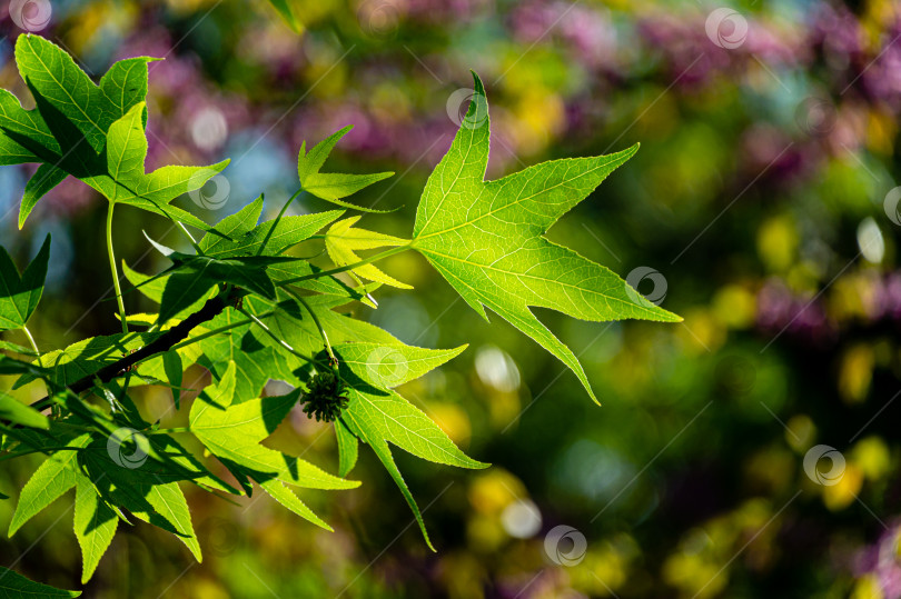 Скачать Красивый крупный план ярко-зеленых листьев Liquidambar styraciflua, янтарного дерева, называемого American sweetgum, на фоне солнца на красочном фоне с фиолетовым боке фотосток Ozero