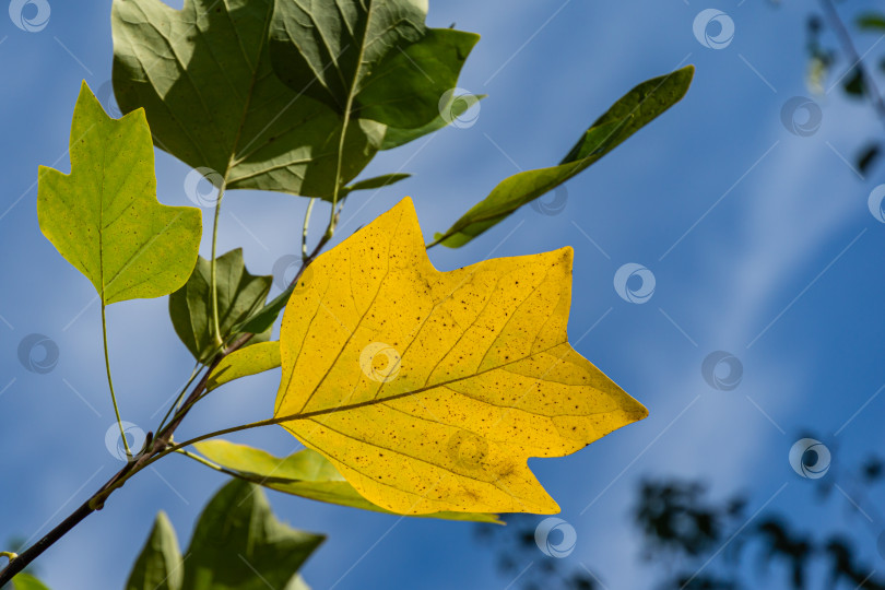 Скачать Золотистые и желтые листья тюльпанного дерева (Liriodendron tulipifera). Осенняя листва американского или тюльпанного тополя крупным планом на фоне голубого неба. Выборочный фокус. Есть место для текста фотосток Ozero