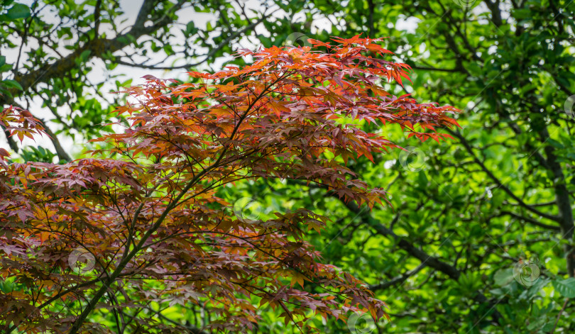 Скачать Молодые красные листья японского клена Acer Palmatum Atropurpureum в весеннем саду на размытом фоне листьев.   Выборочный фокус. фотосток Ozero