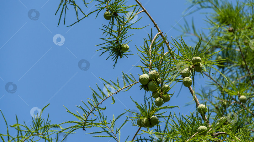 Скачать Крупный план шишек и изящной листвы лысого кипариса Taxodium Distichum (болотного, белого кипариса, заливного или приливного красного кипариса) в общественном ландшафтном городском парке Краснодара или парке Галицкого осенью 2020 года фотосток Ozero