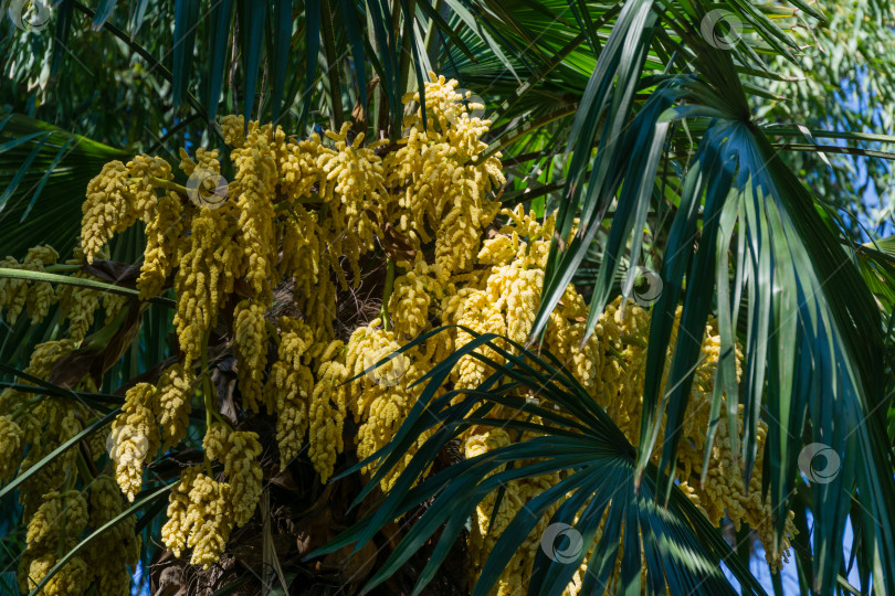 Скачать Красивая цветущая китайская пальма ветряная мельница (Trachycarpus fortunei) или пальма Чусан. Крупный план желтых цветов в весеннем дендрарии Парка южных культур в Сириусе (Адлер) Сочи. Концепция природы фотосток Ozero