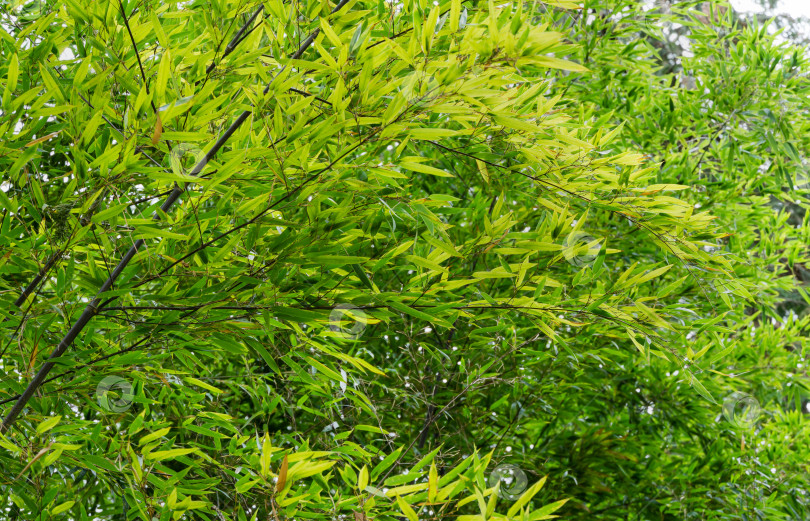 Скачать Зеленые листья бамбука Phyllostachys nigra, широко известного как черный бамбук, растут в весеннем дендрарии Парка южных культур в Сириусе (Адлер), Сочи. Прекрасная тема для любого дизайна. Избирательный подход фотосток Ozero