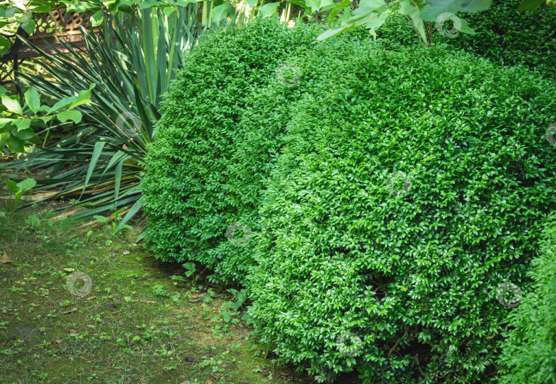 Скачать Подстриженные кусты самшита Buxus sempervirens на фоне красивого ландшафтного сада с вечнозелеными растениями Pinus parviflora Glauca, Picea glauca Conica. Солнечный день. Концепция природы фотосток Ozero