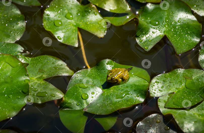 Скачать Головастик лягушки Рана ридибунда (pelophylax ridibundus) сидит в пруду на зеленом листе водяной лилии. Крупный план маленькой лягушки в естественной среде обитания. фотосток Ozero