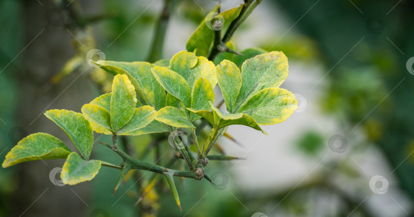 Скачать Крупный план зеленых листьев Citrus trifoliata или японского горького апельсина (Poncirus trifoliata) с колючими ветвями в общественном городском парке Краснодара или "Парке Галицкого". фотосток Ozero