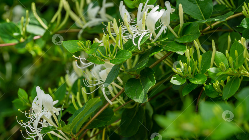 Скачать Lonicera japonica, известная как японская жимолость и золотисто-серебристая жимолость. Вечнозеленая цветущая ароматная лиана, возможно, Lonicera giraldii. Крупный план белых и желтых цветов. фотосток Ozero