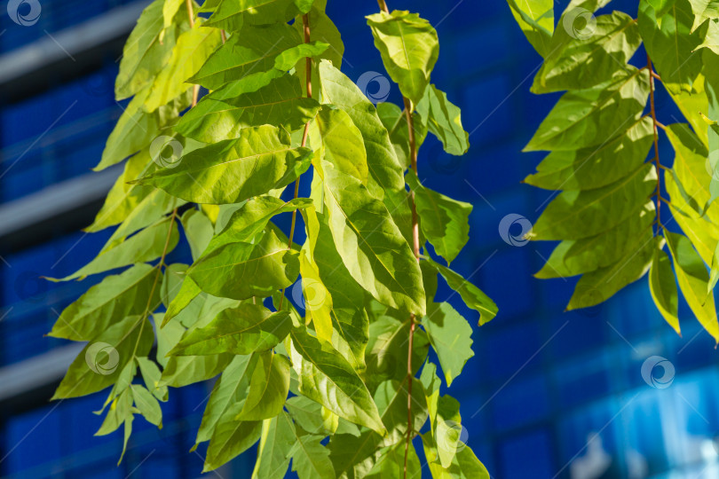 Скачать Крупный план красивой ветки с зелеными листьями на синем фоне. Ailanthus altissima, широко известный как райское дерево в Сочи. фотосток Ozero