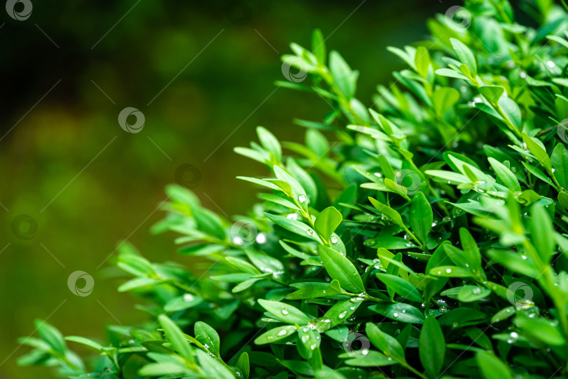 Скачать Крупный план яркой блестящей молодой зеленой листвы самшита Buxus sempervirens как идеального фона для любой природной темы. Стена из самшита в естественных условиях. фотосток Ozero