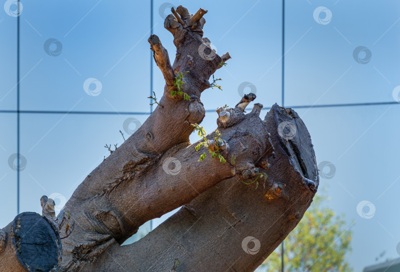 Скачать Крупный план ствола дерева Delonix regia (яркого или королевского дерева Пуансиана) в зеркальном лабиринте. Дерево после пересадки в общественном городском парке Краснодара или "Галицкий".  Краснодар, Россия - 8 октября 2020 г. фотосток Ozero