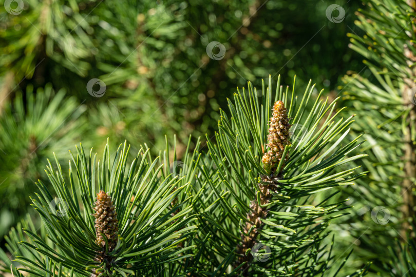 Скачать Pinus mugo Pumilio с красивыми молодыми побегами. Крупный план сорта карликовой горной сосны, зеленой в солнечный день. Место для вашего текста. Маленькая и пушистая. Концепция природы для весеннего дизайна фотосток Ozero