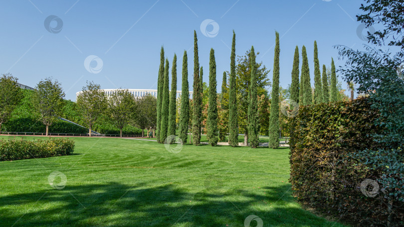 Скачать Группа Cupressus sempervirens или средиземноморских кипарисов, посаженных в новом современном городском парке Краснодара. Общественный ландшафт "Парк Галицкого" для отдыха и прогулок. Солнечный осенний сентябрьский день 2020 года. фотосток Ozero