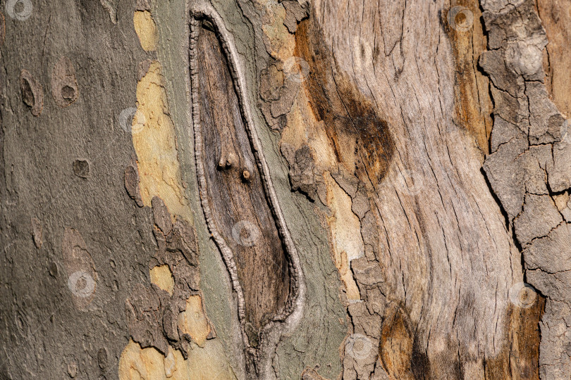 Скачать Приятная текстура коры американского платана (Platanus occidentalis, Платановое дерево). Натуральная зеленая, желтая, серая и коричневая пятнистая кора платанового дерева фотосток Ozero
