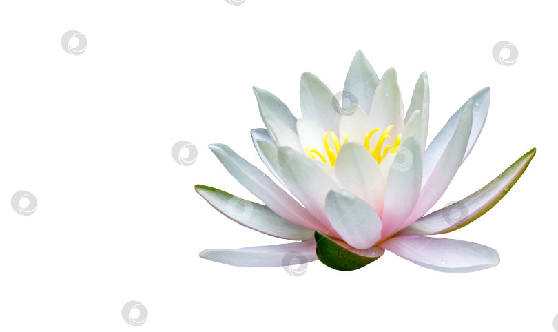 Скачать Белый с розовой водяной лилией или цветком лотоса Marliacea Rosea, выделенными на белом фоне.  Волшебный крупный план нимфеи. Цветочный пейзаж для обоев. Концепция природы для дизайна фотосток Ozero