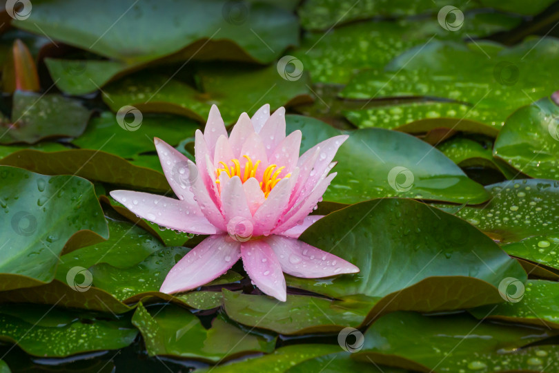 Скачать Розовая водяная лилия или цветок лотоса Marliacea Rosea в садовом пруду. Нимфея с каплями воды в садовом пруду. Цветочный пейзаж для обоев природы с пространством для копирования. Выборочный фокус фотосток Ozero