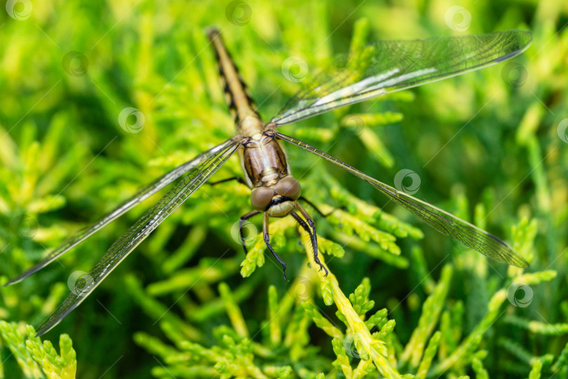 Скачать Макро красивая молодая самка чернохвостой стрекозы (Orthetrum cancellatum). Эта стрекоза относится к семейству Libellulidae. фотосток Ozero