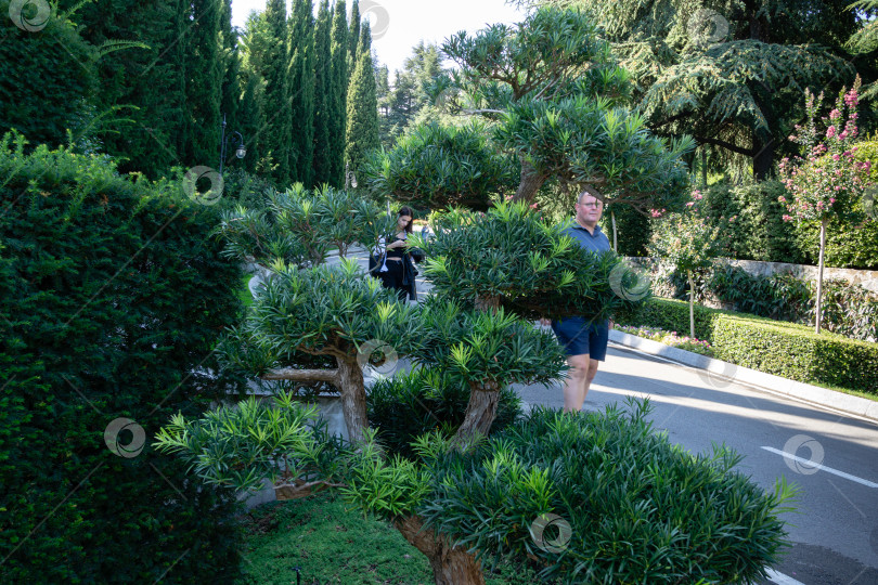 Скачать Красивый пейзаж с тисово-сливовой сосной (Podocarpus macrophyllus) в форме бонсай в парке Айвазовского Партенит, Крым.Также называется буддийской сосной, тисовой сосной или папоротниковой сосной. Алушта, Россия - 28 сентября 2019 г. фотосток Ozero