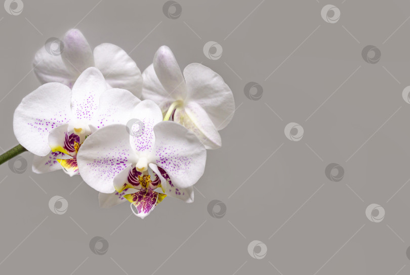 Скачать Красивая ветка белой орхидеи с фиолетовыми каплями цветка Фаленопсис "Сияние" (орхидея мотылька или Фал) на ярко-сером фоне. Выборочный фокус с пространством для копирования. Волшебная идея для любого дизайна. фотосток Ozero